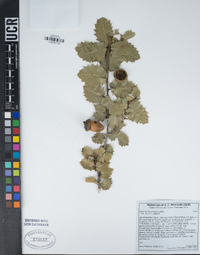 Quercus chrysolepis image