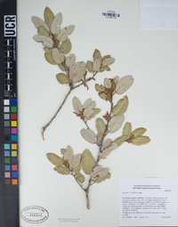 Quercus chrysolepis image