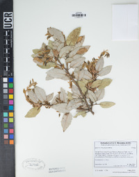 Quercus chrysolepis image