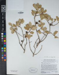 Quercus cornelius-mulleri image