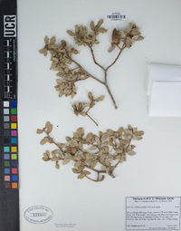 Quercus cornelius-mulleri image