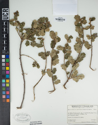 Quercus durata image