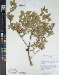 Quercus durata image