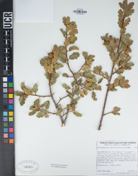 Quercus durata var. gabrielensis image