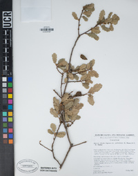 Quercus durata image