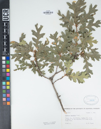 Quercus garryana image