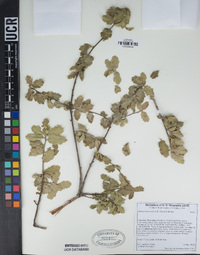 Quercus john-tuckeri image