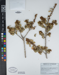 Quercus john-tuckeri image