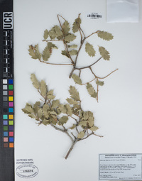 Quercus john-tuckeri image