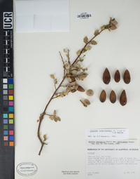 Quercus john-tuckeri image