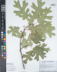 Quercus kelloggii image