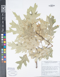 Quercus kelloggii image