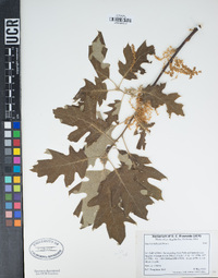 Quercus kelloggii image