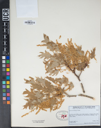 Quercus kelloggii image