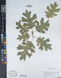 Quercus kelloggii image