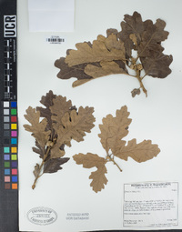 Quercus lobata image