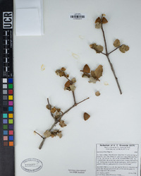 Quercus palmeri image