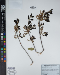 Quercus wislizeni var. wislizeni image