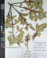 Quercus wislizeni var. wislizeni image