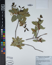 Quercus wislizeni var. wislizeni image