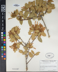 Quercus wislizeni var. frutescens image