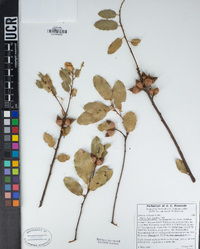 Quercus wislizeni image