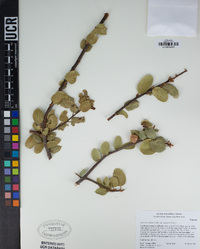 Quercus wislizeni var. frutescens image