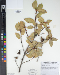 Quercus wislizeni image