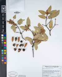 Quercus wislizeni image