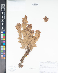 Arctostaphylos pajaroensis image