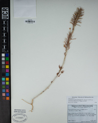 Eremothera boothii image