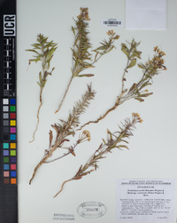 Eremothera boothii image