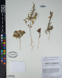 Eremothera boothii image