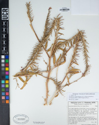 Eremothera boothii subsp. decorticans image