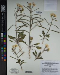Chylismia brevipes subsp. brevipes image