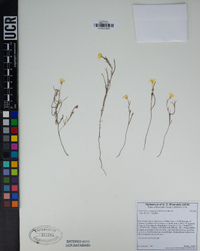 Camissonia campestris image