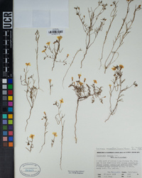 Camissonia campestris image