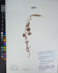 Chylismia cardiophylla subsp. cardiophylla image