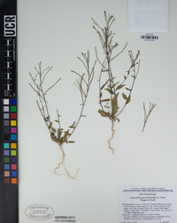 Eremothera chamaenerioides image