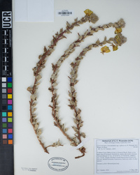 Camissoniopsis cheiranthifolia subsp. suffruticosa image