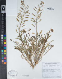 Chylismia claviformis subsp. aurantiaca image