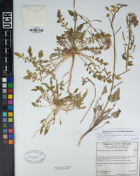 Chylismia claviformis subsp. aurantiaca image