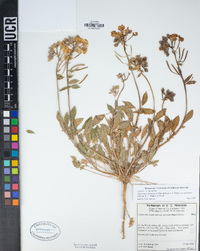 Chylismia claviformis subsp. peirsonii image