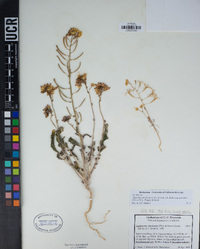 Chylismia claviformis var. peirsonii image