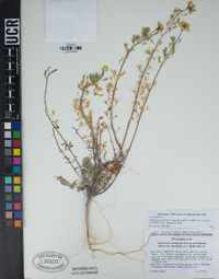 Chylismia claviformis subsp. lancifolia image