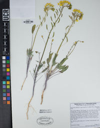 Chylismia claviformis subsp. lancifolia image
