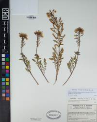 Chylismia claviformis subsp. aurantiaca image