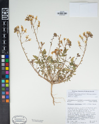 Chylismia claviformis var. aurantiaca image