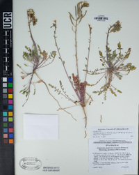 Chylismia claviformis subsp. aurantiaca image