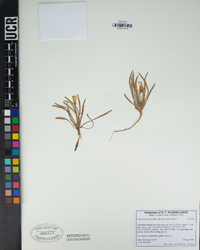 Tetrapteron graciliflorum image